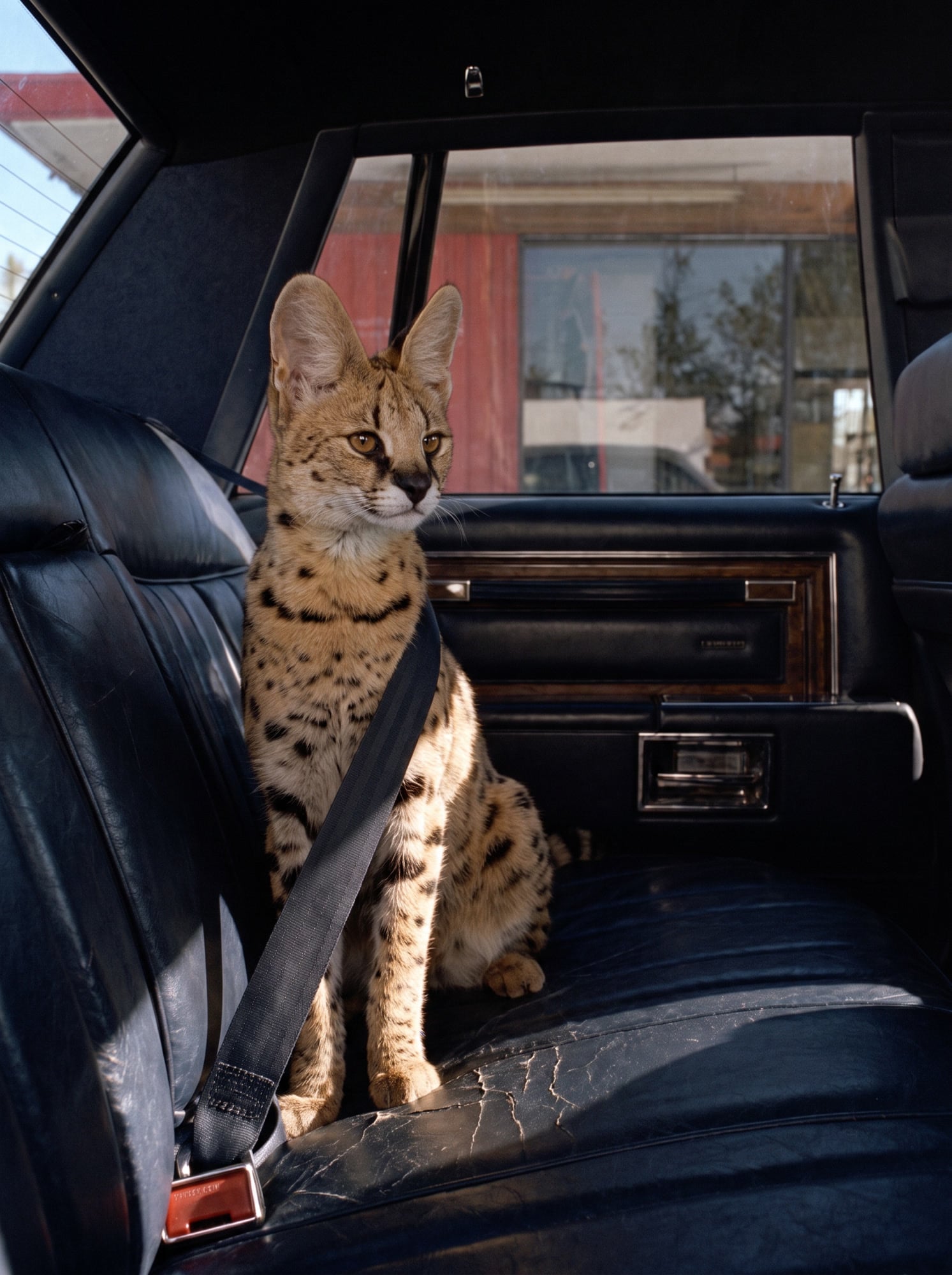 Wild denim: A wild passenger in the back seat